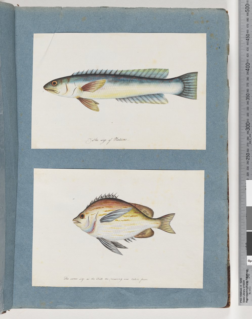 Seite 11. Unidentifizierter Fisch. 12. Unidentifizierter Fisch von Unknown artist