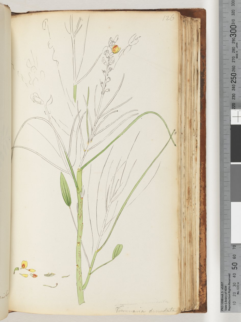 Seite 126. Unvollendete Zeichnung von Viminaria denudata von Unknown artist