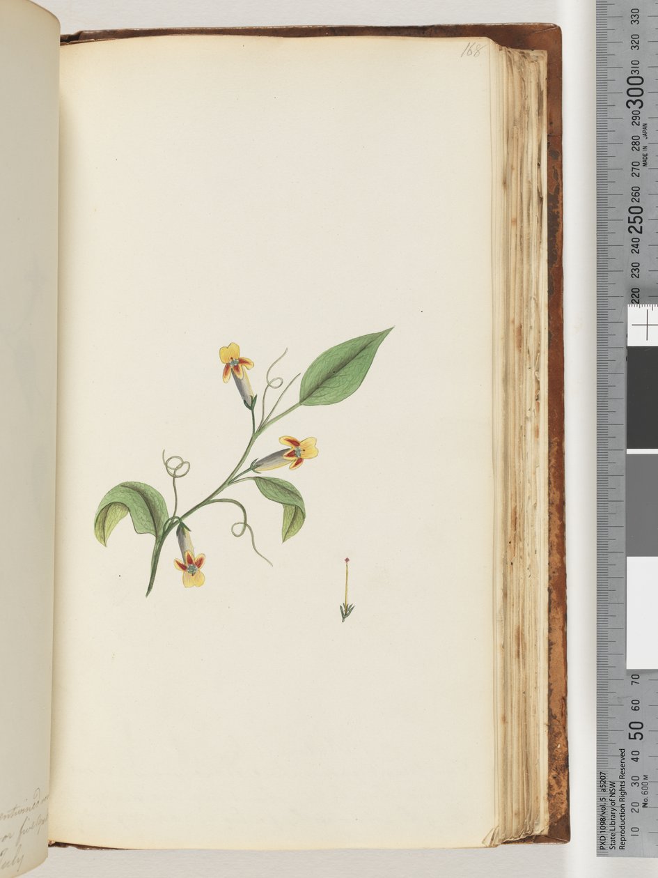 Seite 168. Unbekannte Pflanze von Unknown artist