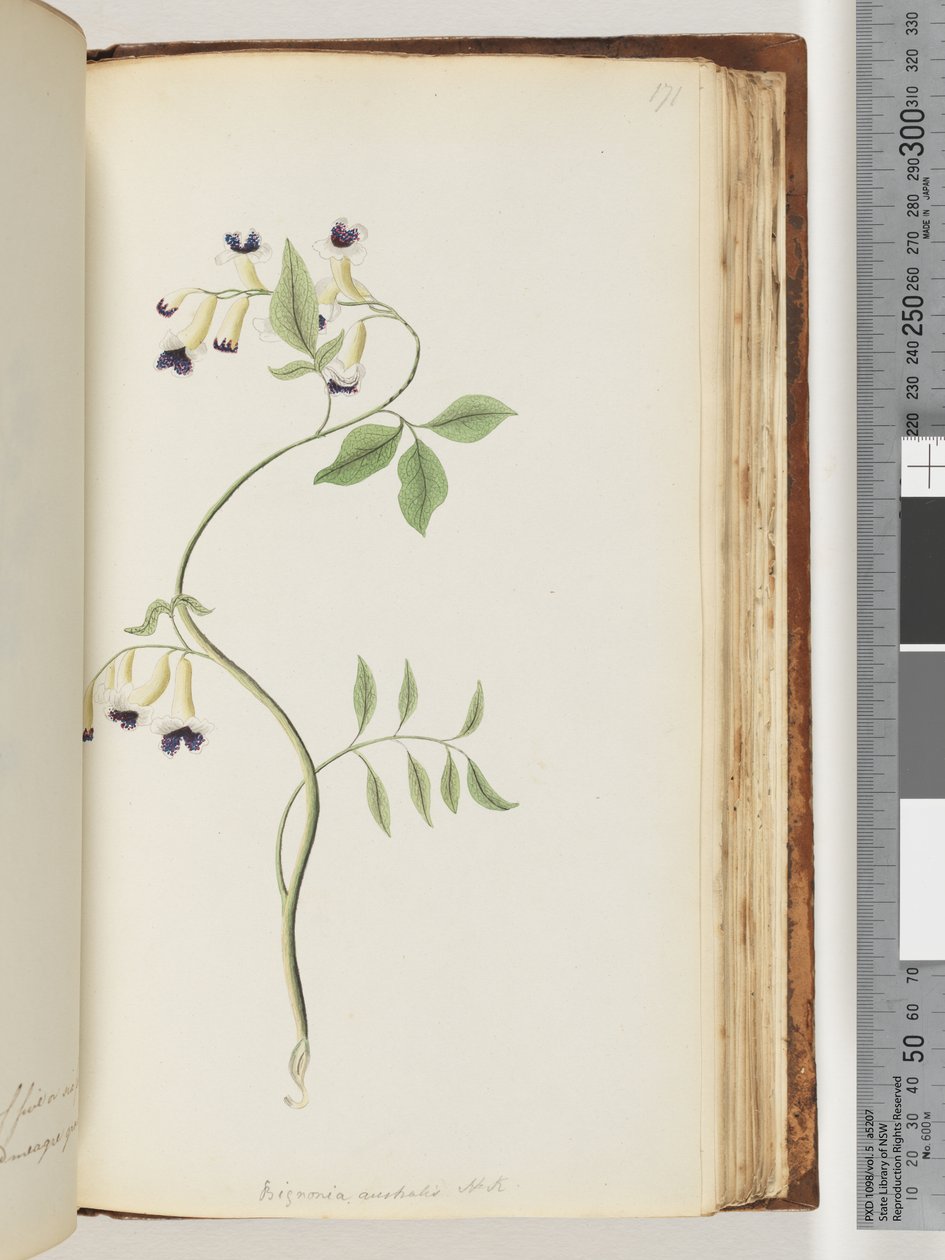 Seite 171. Bignonia australis H.K von Unknown artist