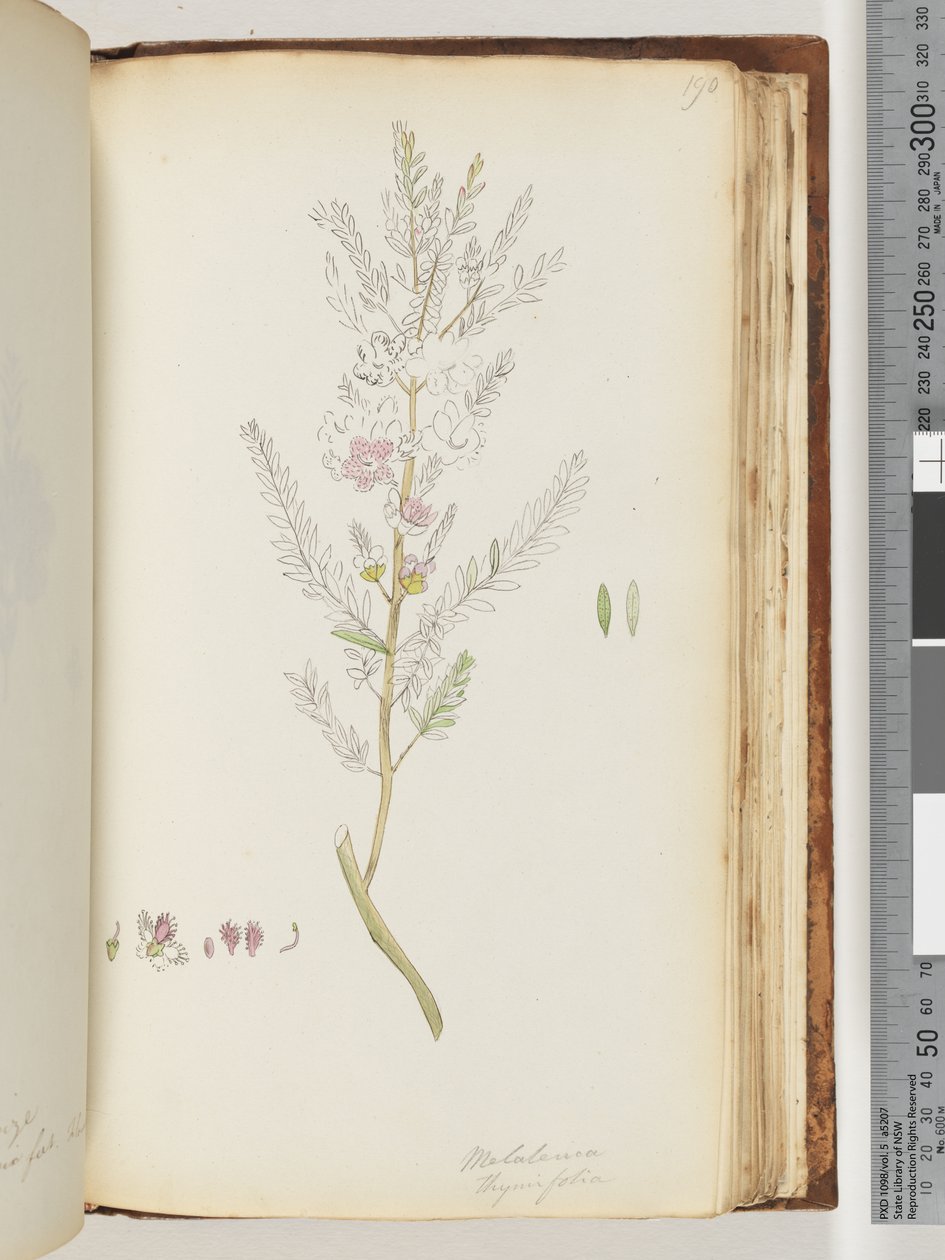 Seite 190. Melaleuca thymifolia / Thymian-Honigmyrte von Unknown artist
