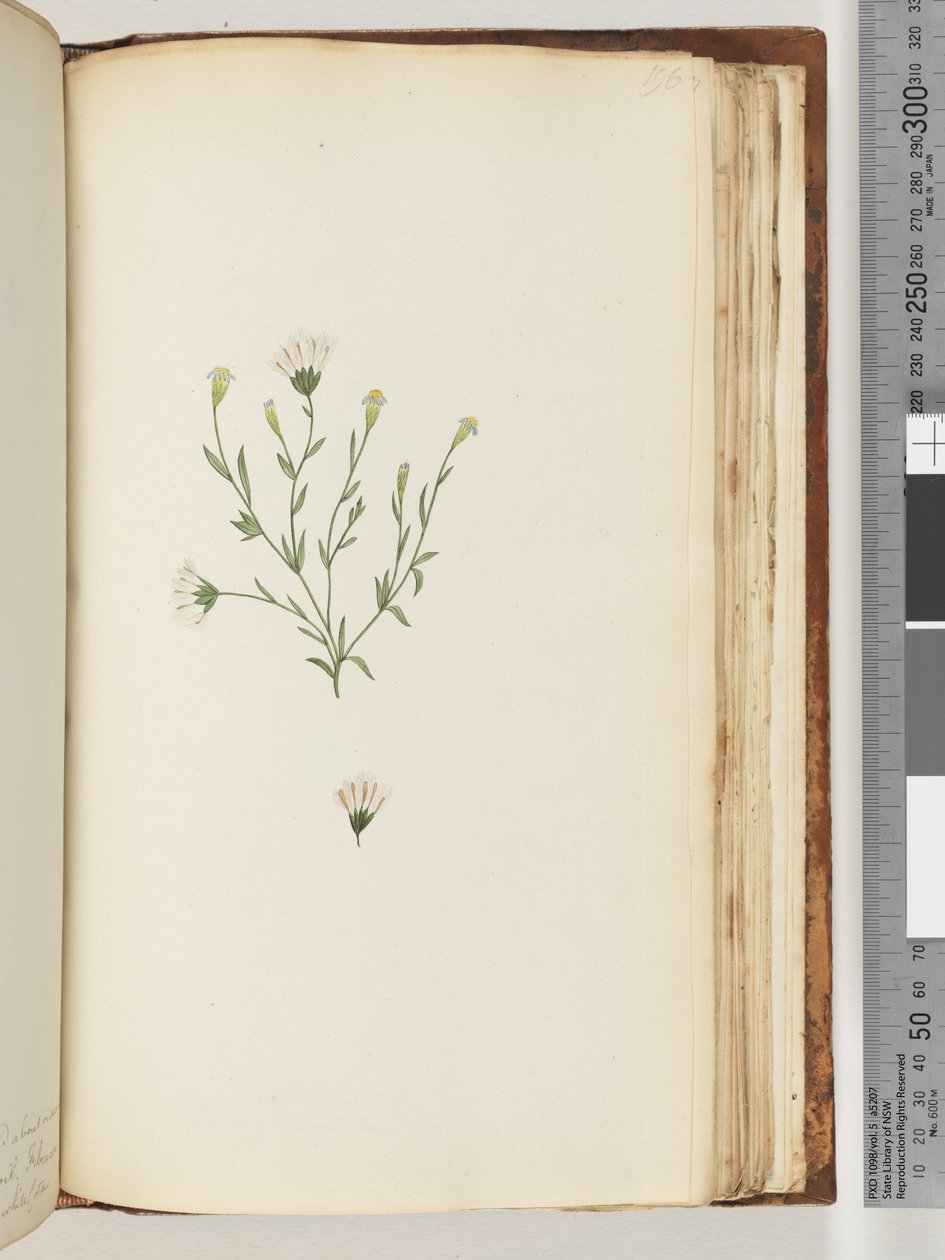 Seite 196. Unbekannte Pflanze von Unknown artist