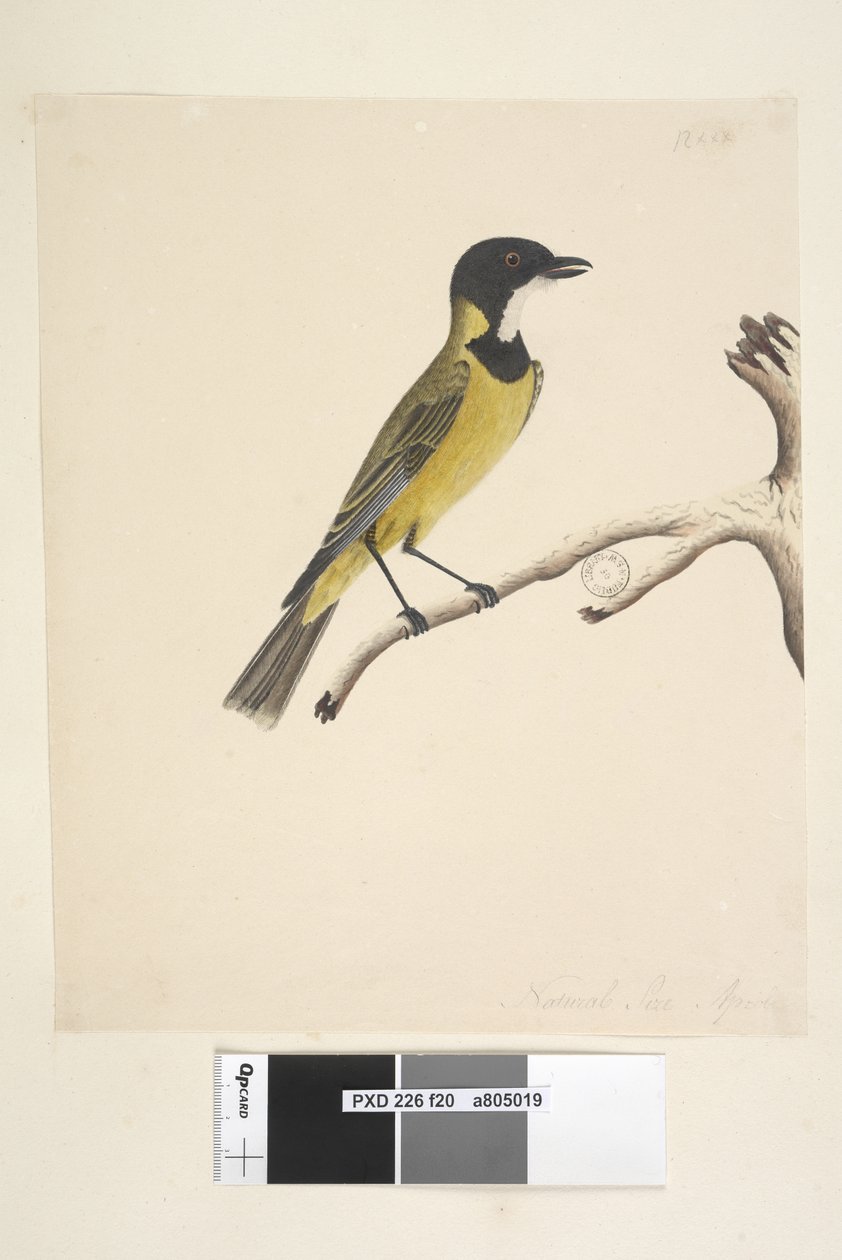 Seite 20. Natürliche Größe. April Goldener Flöter Pachycephala pectoralis, Männchen, 1791-92 von Unknown artist