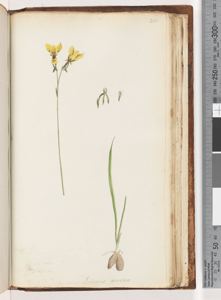 Seite 211. Form von Diuris aurea / Goldene Esel-Orchidee von Unknown artist