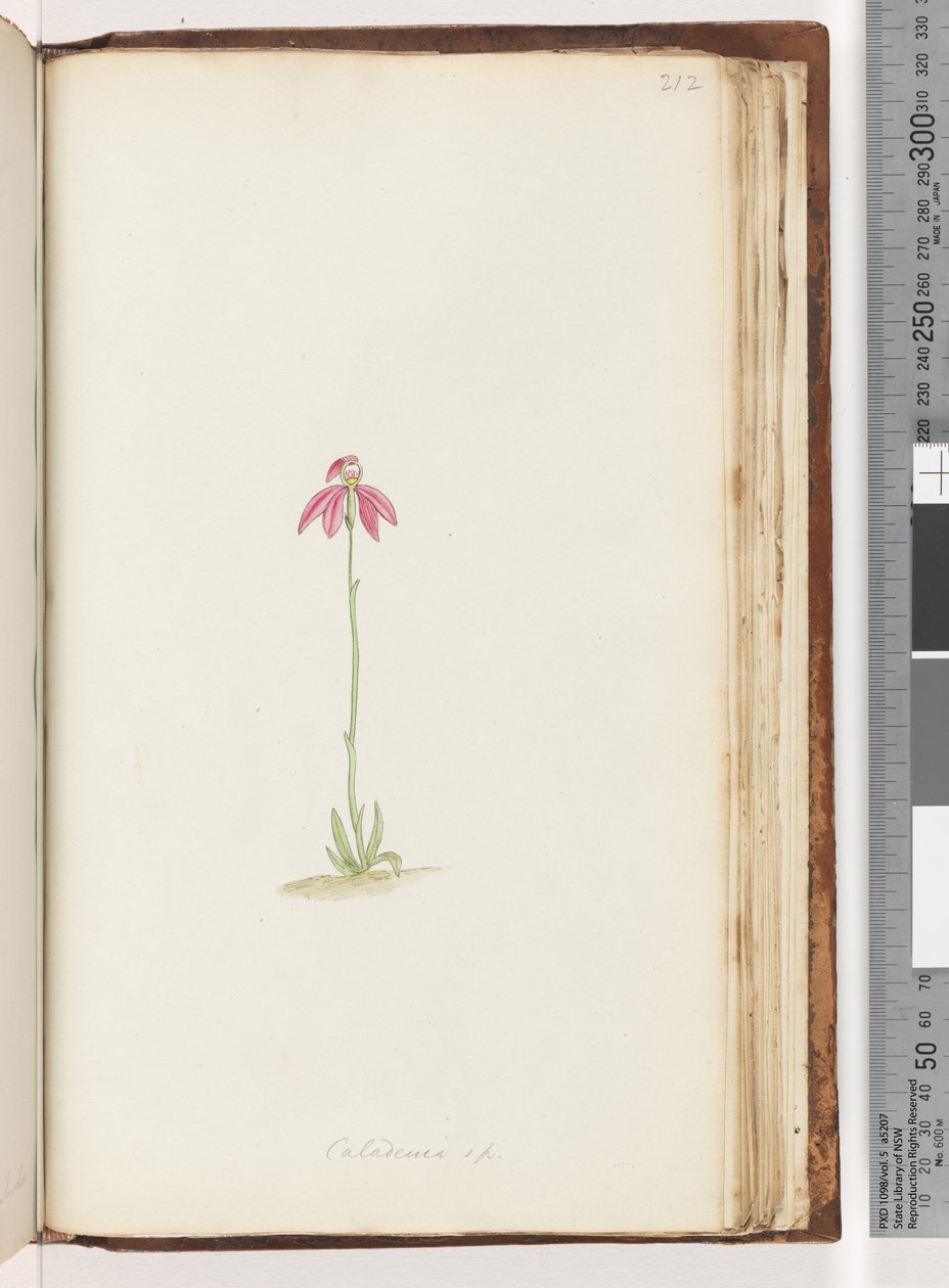 Seite 212. Caladenia sp von Unknown artist