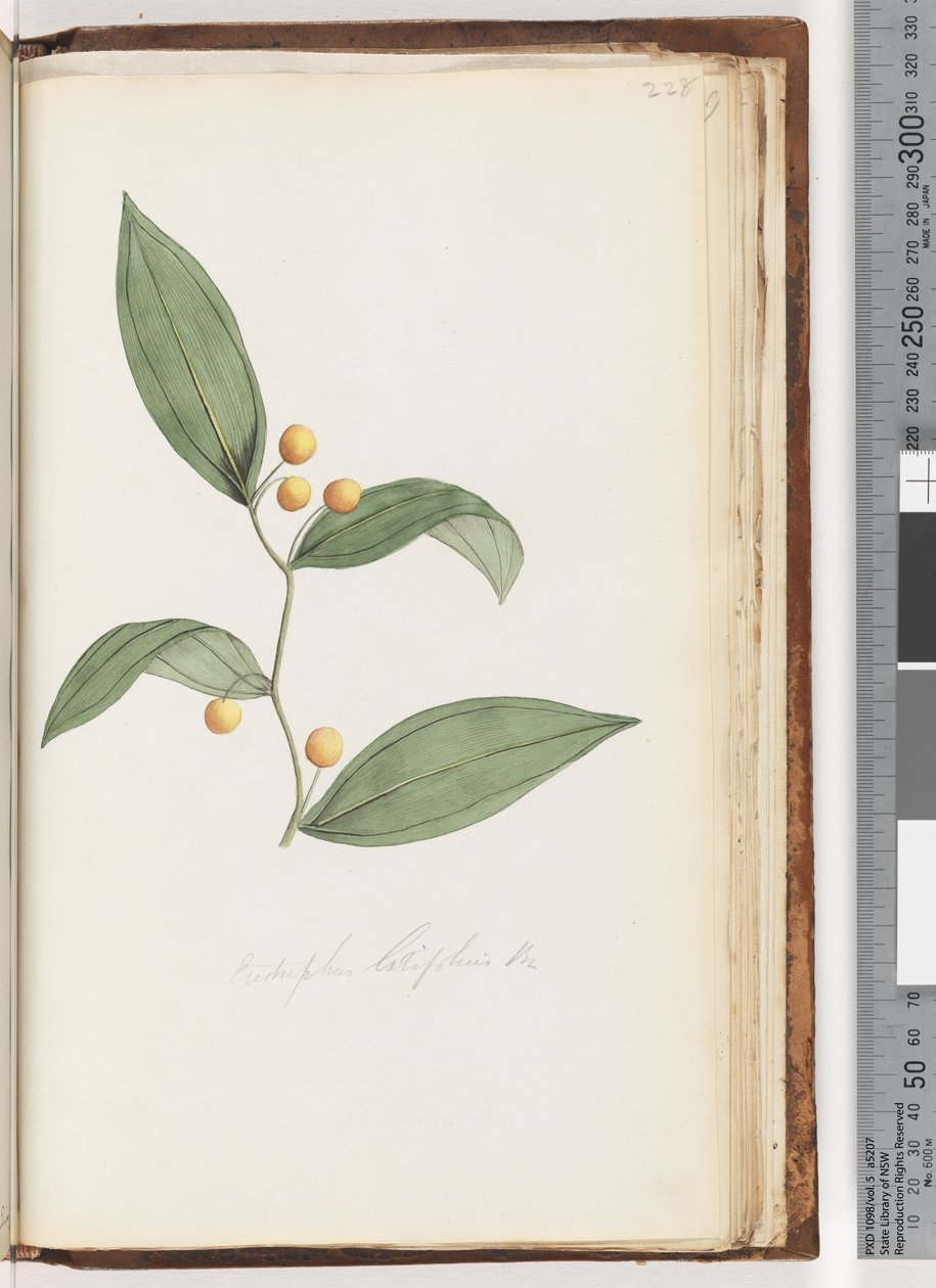 Seite 228. Eustrephus latifolius Br. Wombat-Beere von Unknown artist
