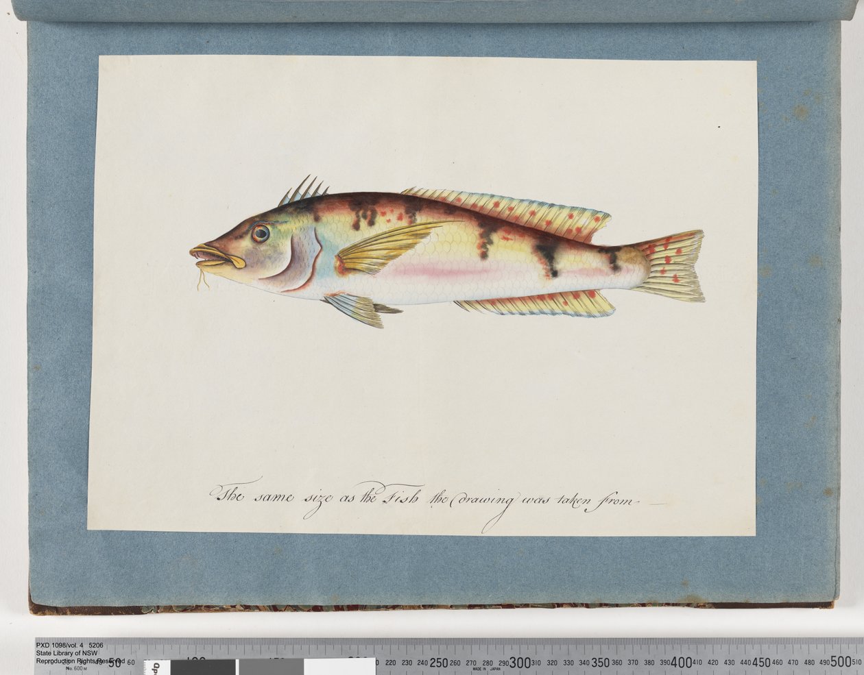Seite 22. Unidentifizierter Fisch von Unknown artist