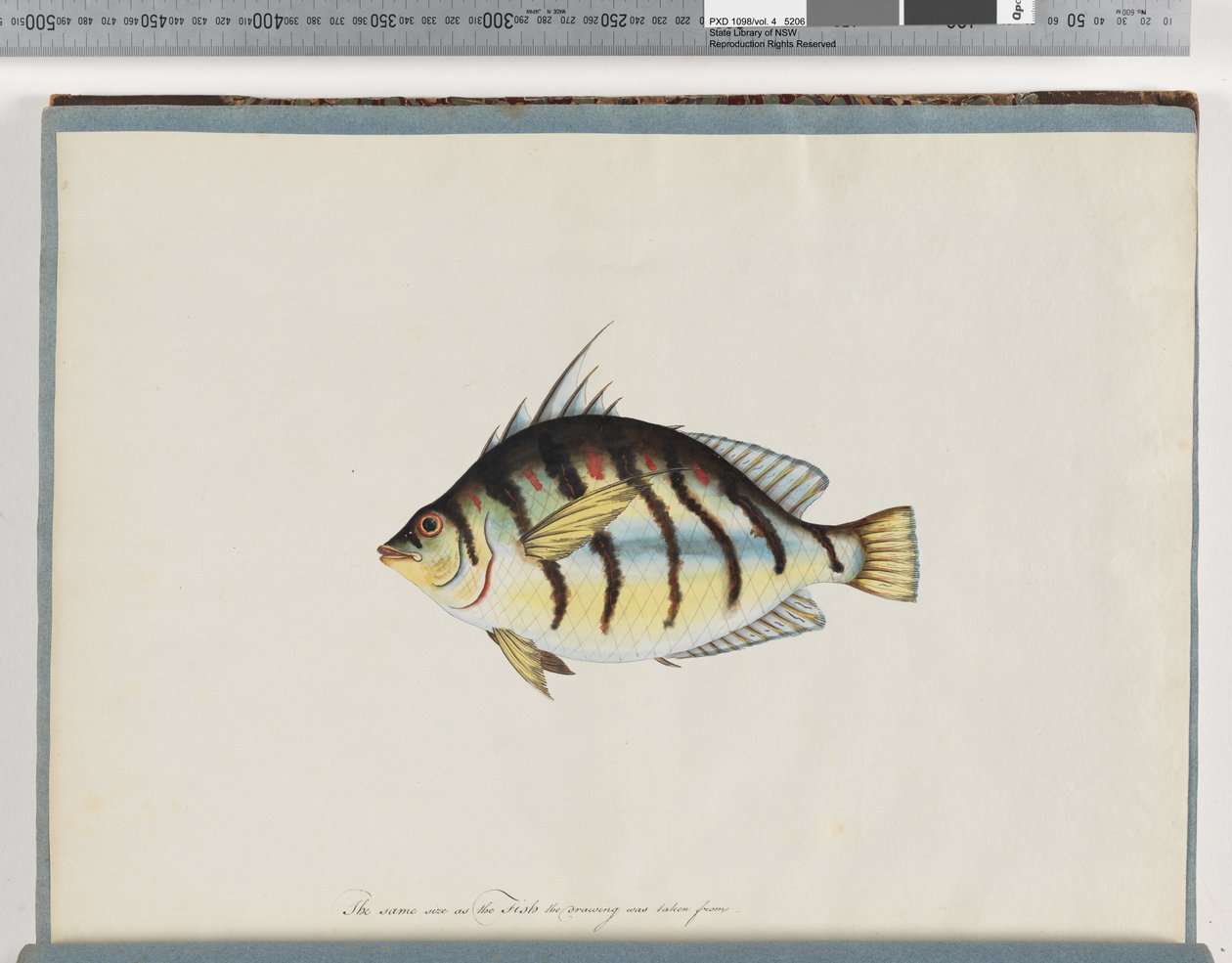 Seite 23. Unbekannter Fisch von Unknown artist