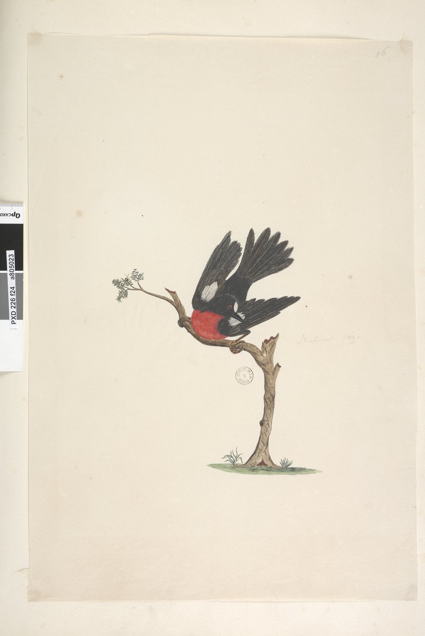 Seite 24. Natürliche Größe Scharlachroter Robin Petroica multicolor, männlich, Norfolk Island, 1791-92 von Unknown artist