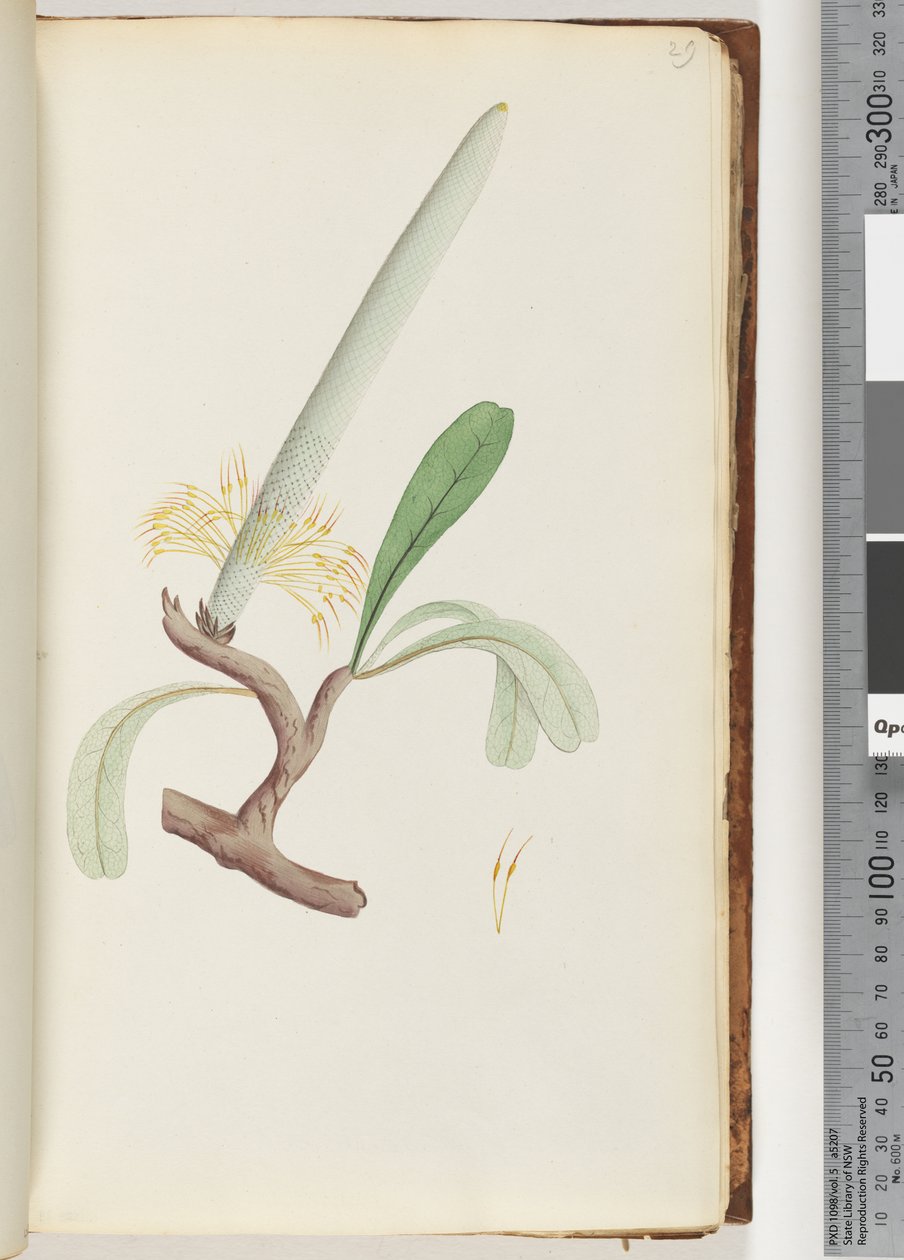 Seite 29. Küsten-Banksia von Unknown artist