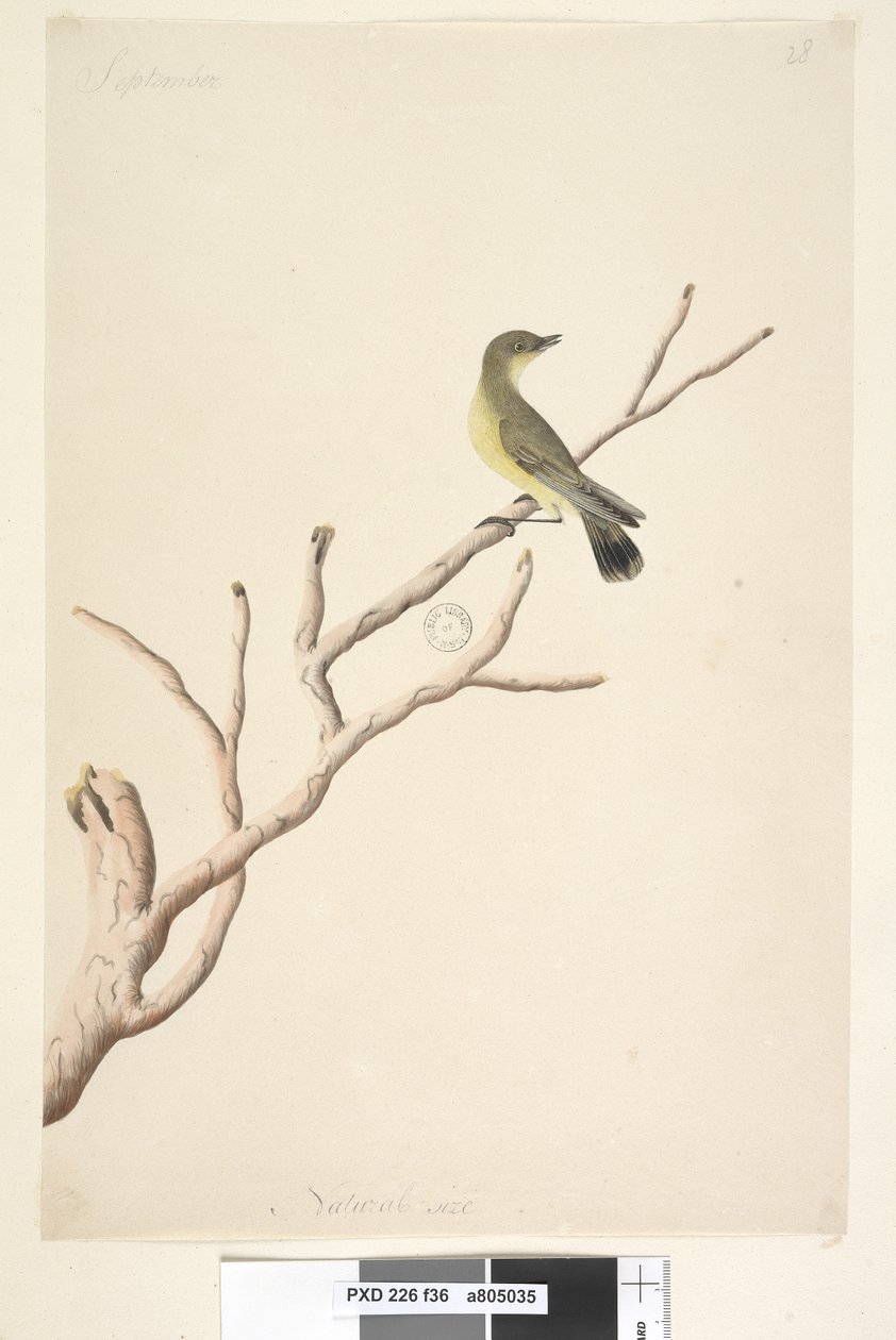 Seite 36. September. Natürliche Größe. Gelbdornschwanz Acanthiza nana von Unknown artist