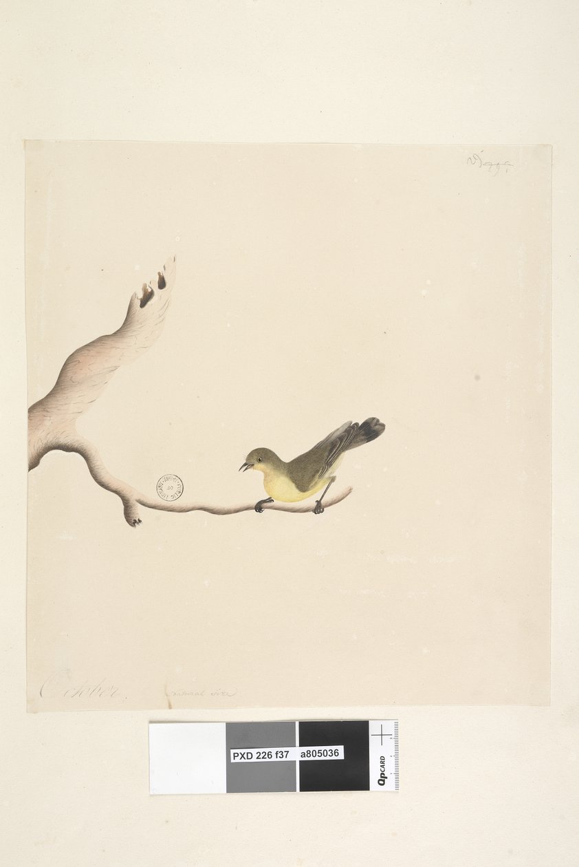 Seite 37. Oktober. Natürliche Größe Gelbdorn Acanthiza nana, 1791-92 von Unknown artist