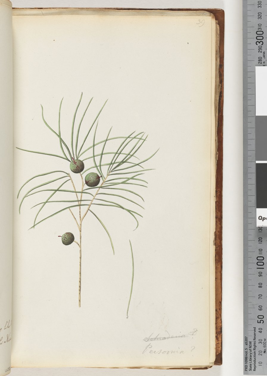 Seite 39. Schraderia / Persoonia von Unknown artist