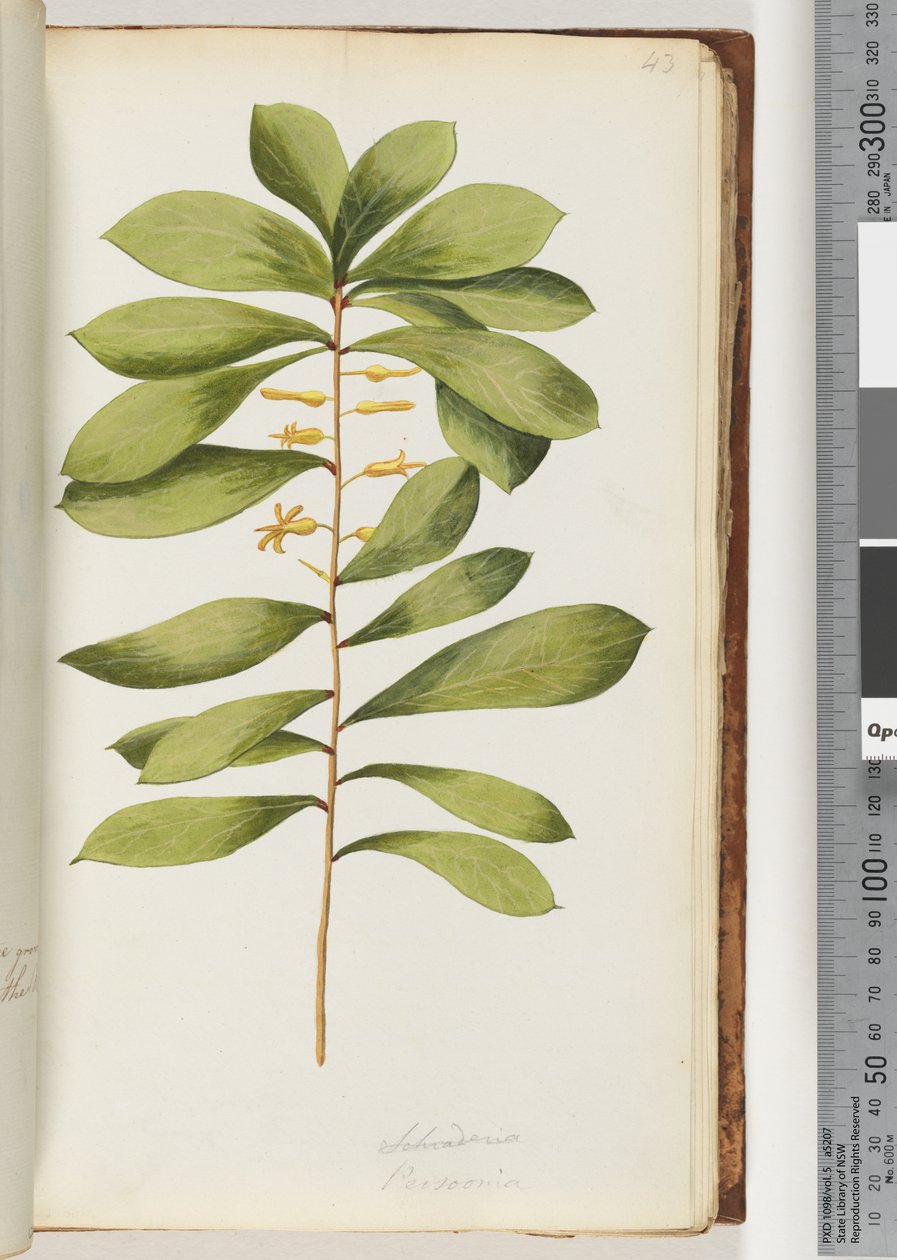 Seite 43. Schraderia / Persoonia von Unknown artist