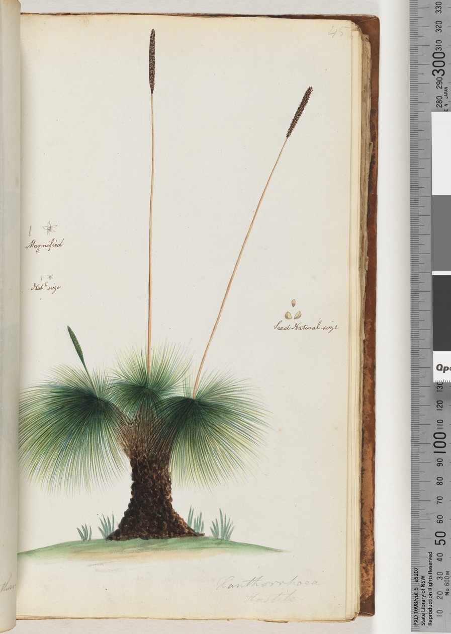 Seite 45. Xanthorrhoea Hastile Grasbaum vergrößert. Natürliche Größe. Samen natürliche Größe von Unknown artist
