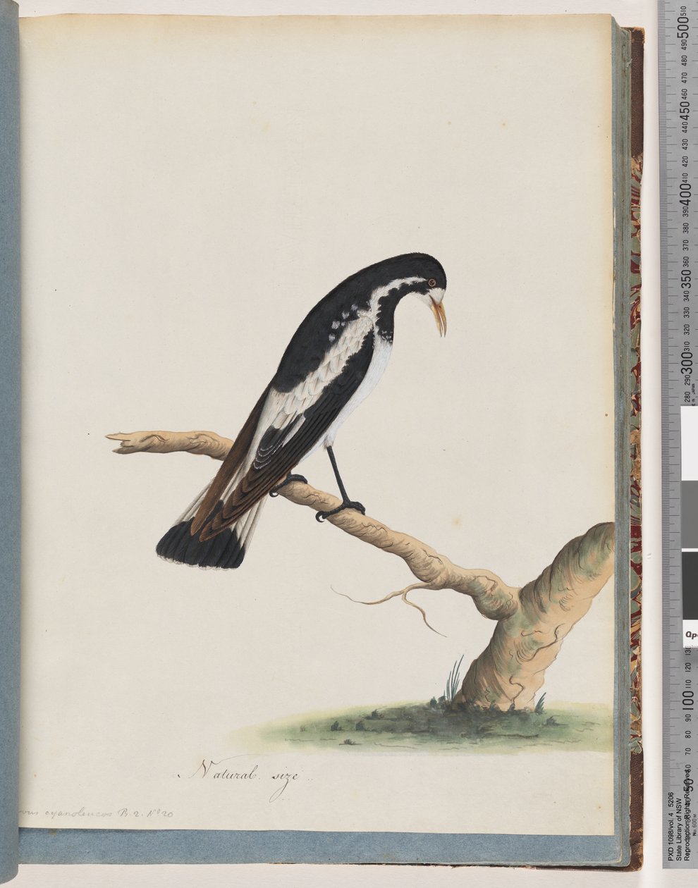 Seite 50. Elsterlerche. Corvus cyanoleucos von Unknown artist