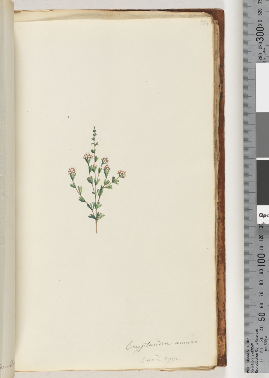 Seite 54. Cryptandra amara. 5 und 1 gyn. Kleine Blatt-Cryptandra