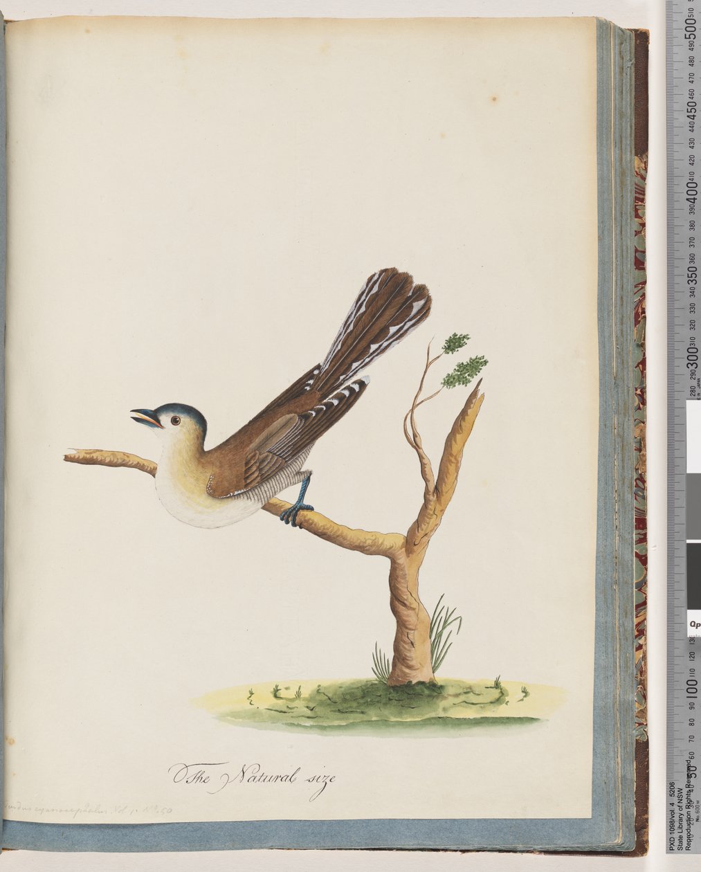 Seite 60. Unbekannter Vogel. Turdus cyanocephalus. Blauköpfige Drossel von Unknown artist