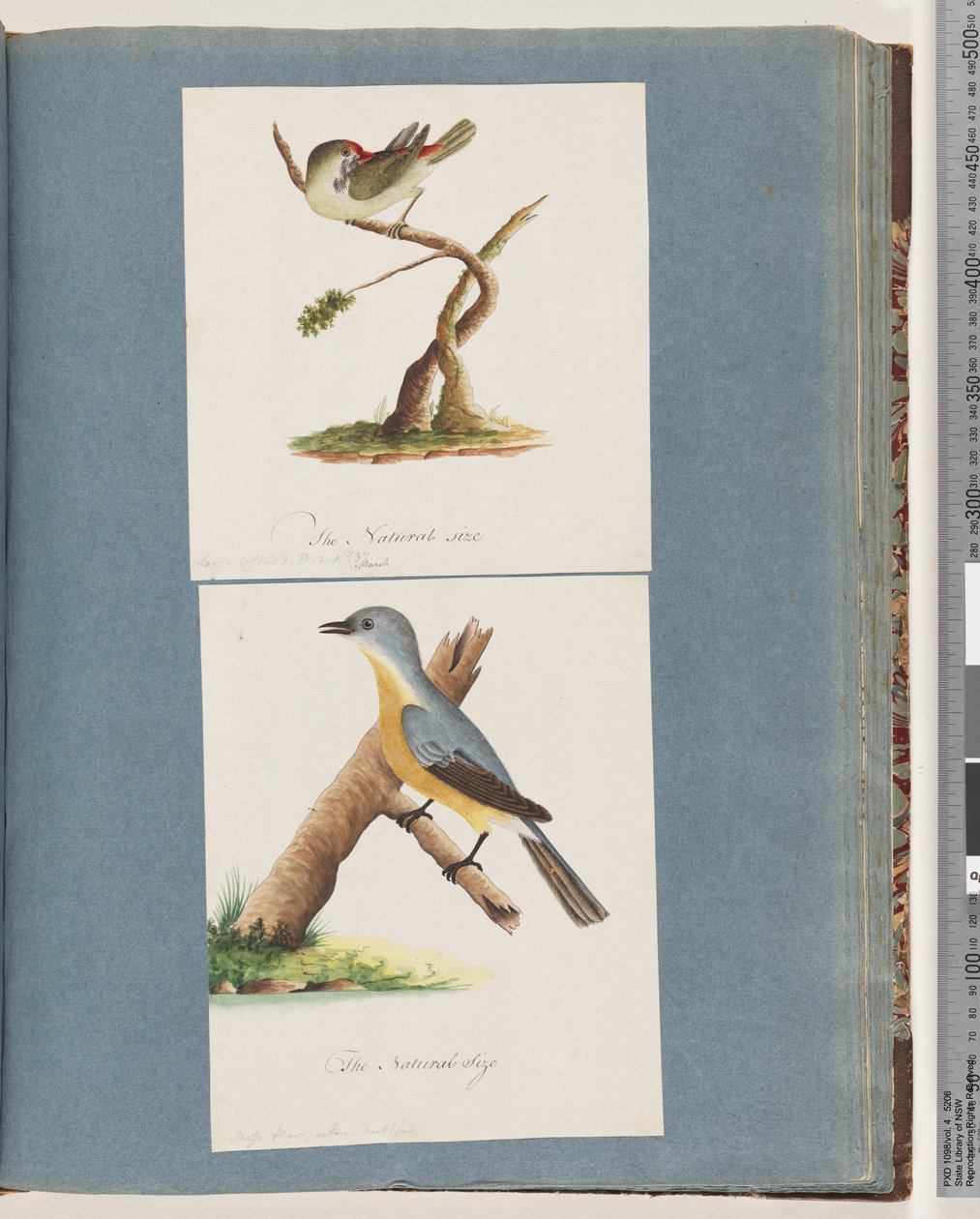 Seite 62. Rotbrauenfink. Loxia astrild. 63. Unidentifizierter Vogel. Muscicapa flavigastra von Unknown artist