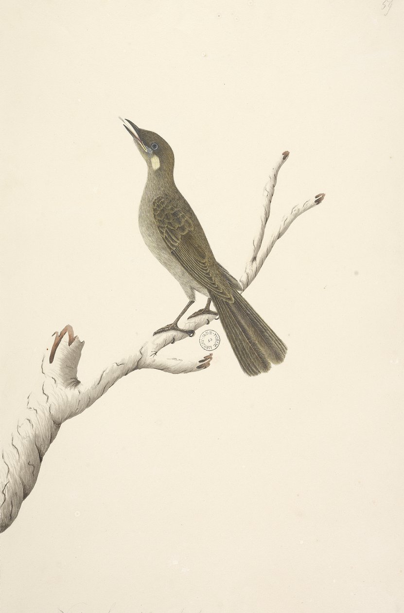 Seite 68. Natürliche Größe, August. Lewin-Honigfresser Meliphaga lewinii von Unknown artist
