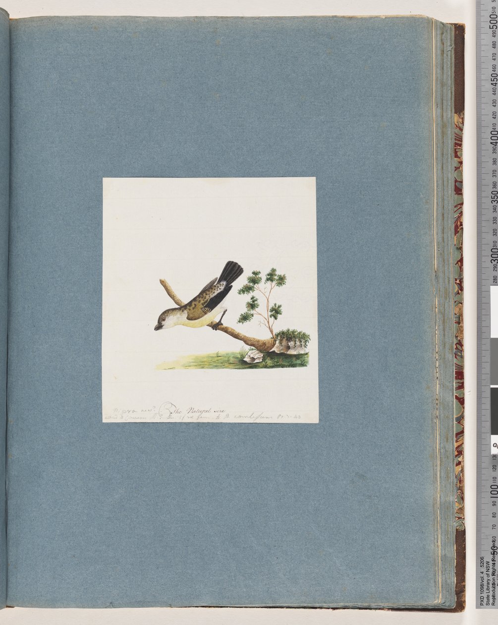 Seite 71. Unbekannter Vogel. Pipra neu von Unknown artist