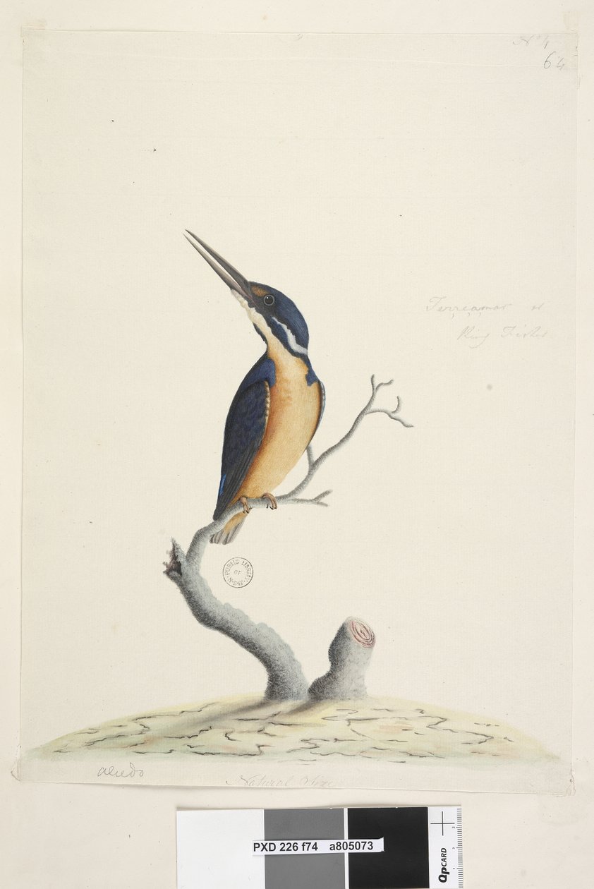 Seite 74. Ter,re,a,mar oder Eisvogel. unten links in anderer Hand Alcedo. unten mittig in dritter Hand Natürliche Größe Azurblauer Eisvogel Alyone azurea, 1791-92 von Unknown artist
