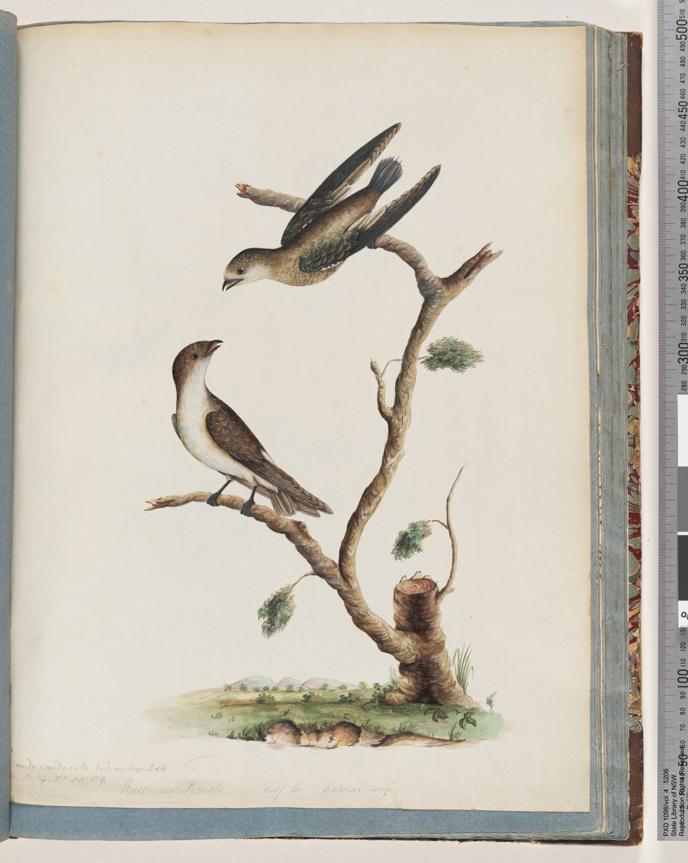 Seite 74. Unidentifizierte Vögel von Unknown artist
