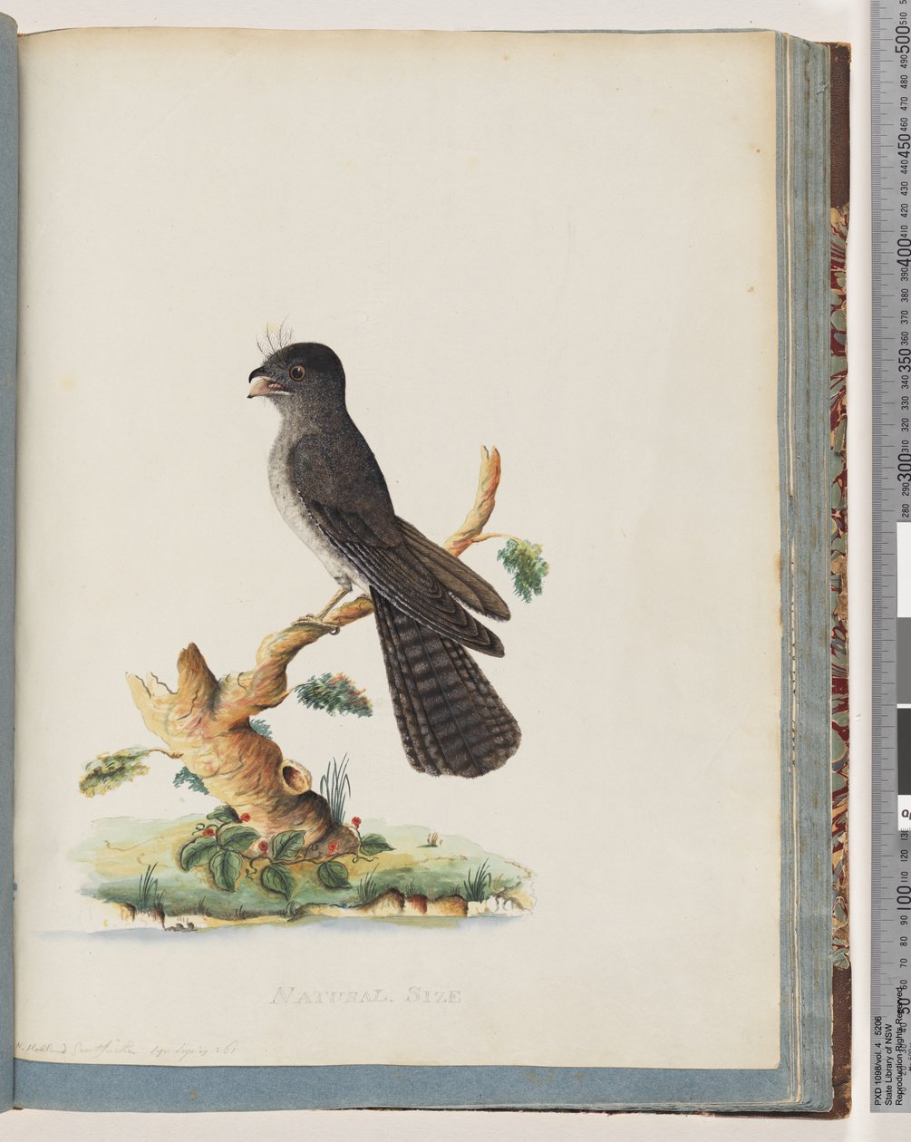 Seite 75. Unidentifizierter Vogel. N. Holland Ziegenmelker von Unknown artist