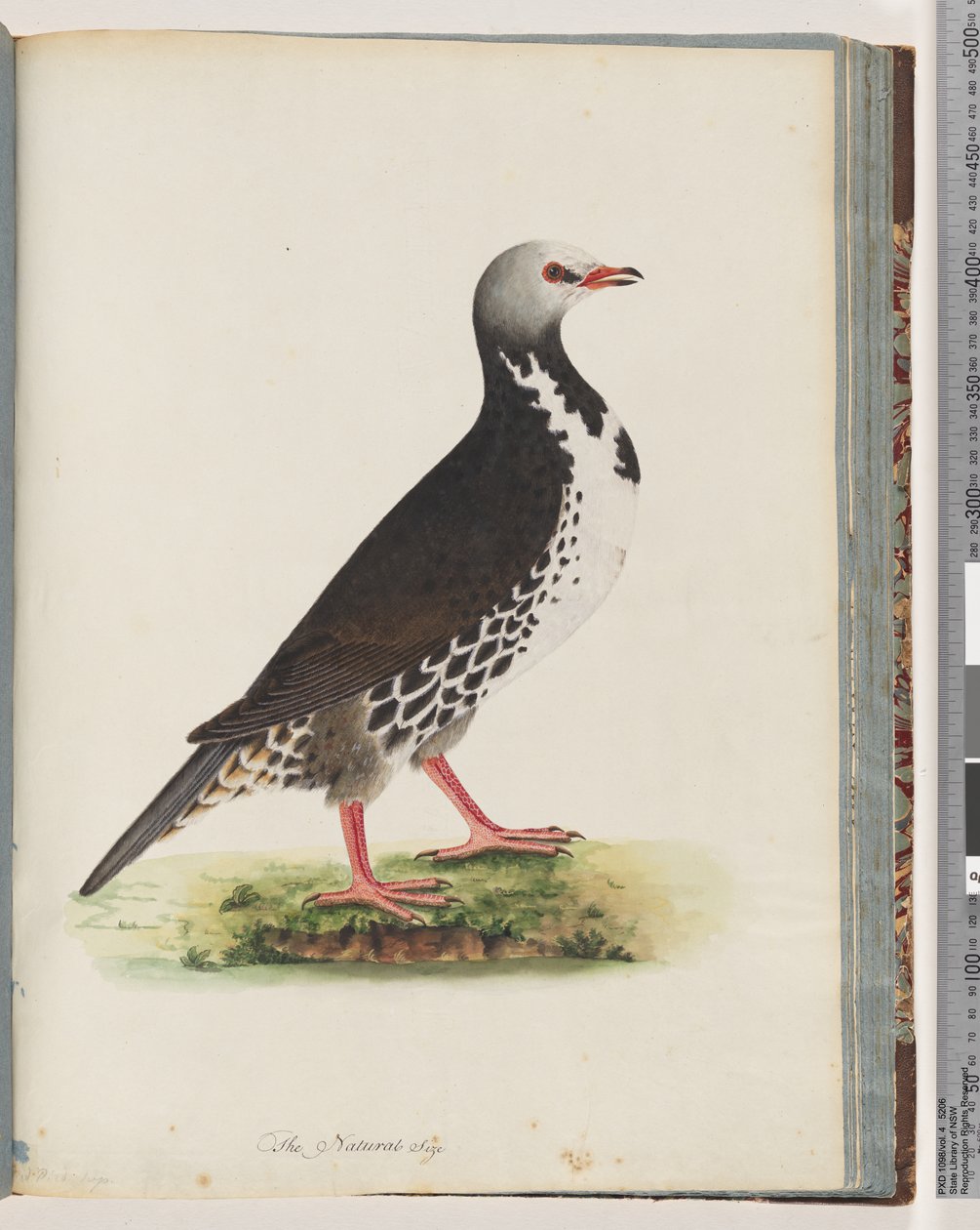 Seite 76. Unidentifizierter Vogel von Unknown artist