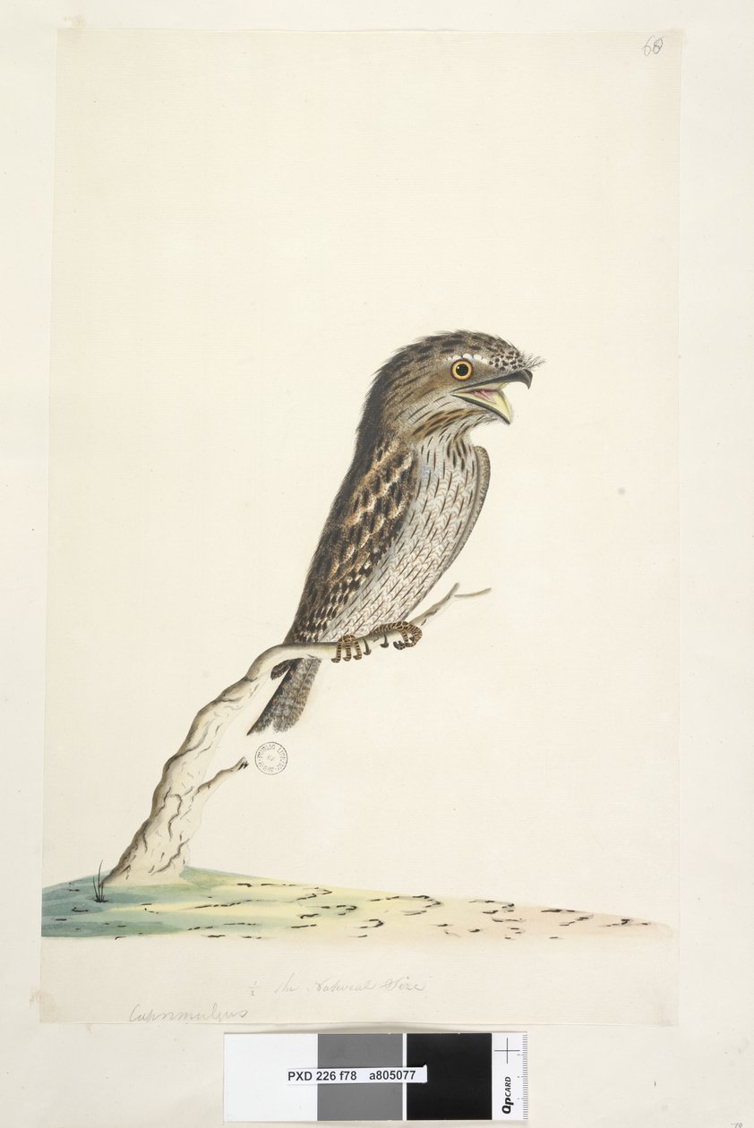 Seite 78. Caprimulgus. unten in anderer Handschrift 1/2 der natürlichen Größe Tawny Frogmouth Podargus strigoides, 1791-92 von Unknown artist