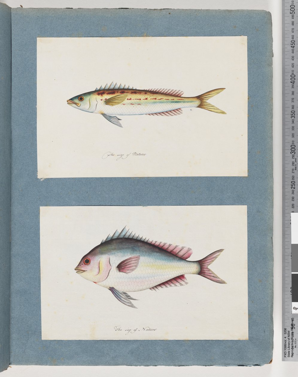 Seite 7. Unidentifizierter Fisch. 8. Unidentifizierter Fisch von Unknown artist