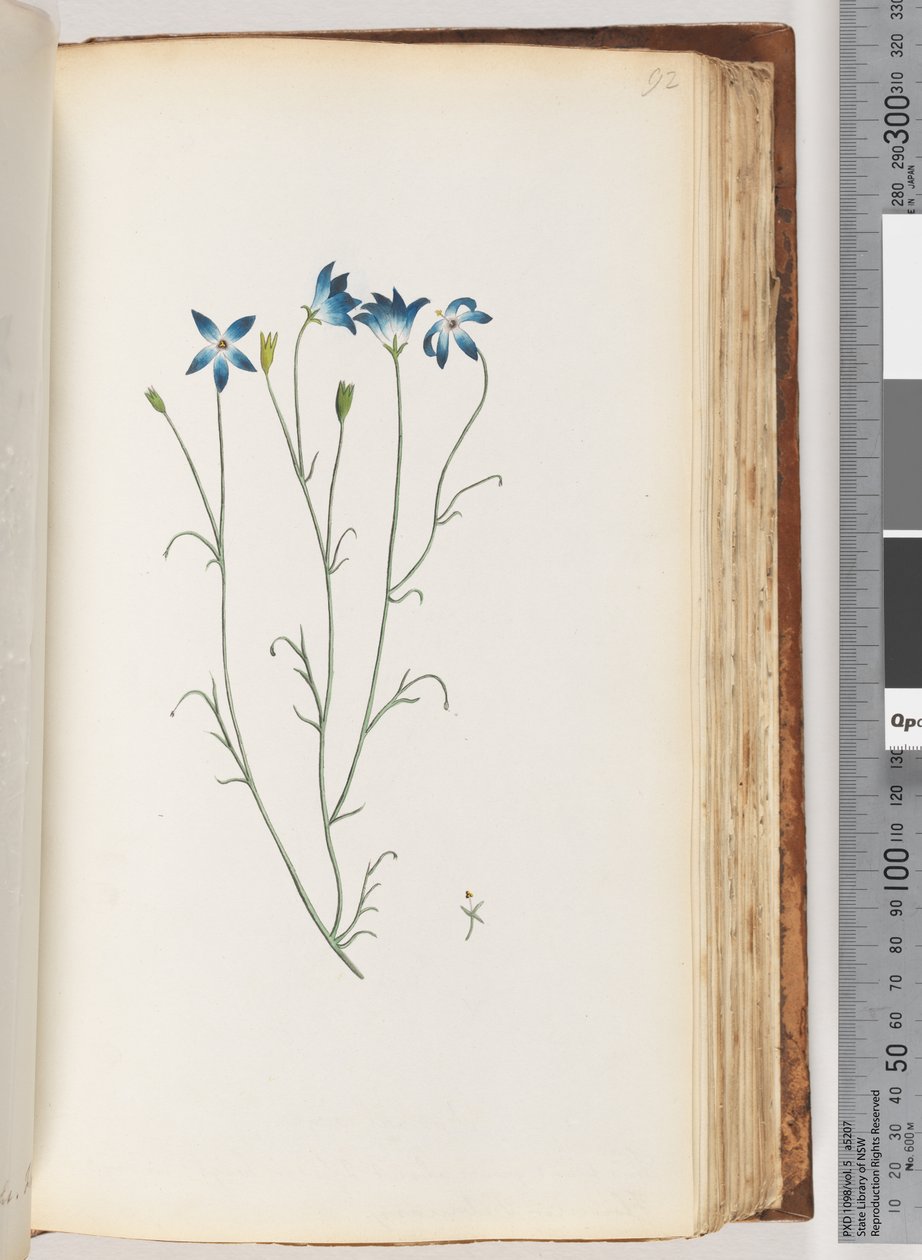 Seite 92. Unbekannte Pflanze von Unknown artist