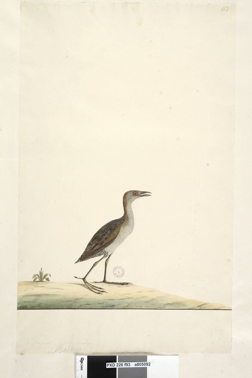 Seite 93. Rallus. über dem Titel in anderer Hand August. Natürliche Größe Sumpfralle Porzana pusilla, 1791-92 von Unknown artist