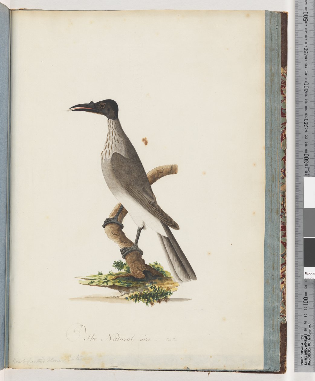 Seite 95. Lärmiger Mönchsvogel. Knopfgesichtiger Honigfresser von Unknown artist