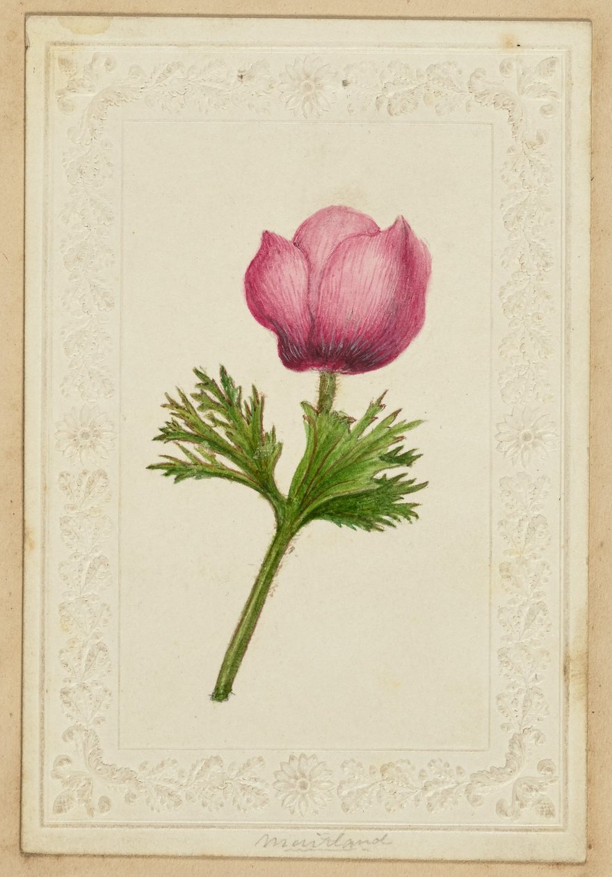 [Rosa Blumen-Notizkarte] von Unknown artist