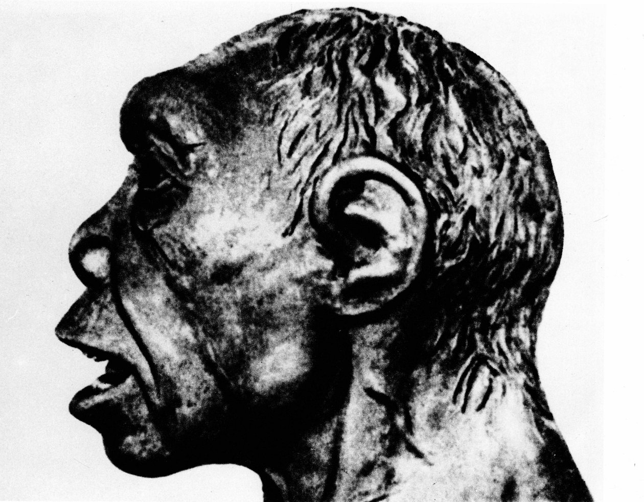 Prähistorie: Nachstellung des Broken Hill-Menschen (Profilansicht), nach Schultz. von Unknown artist