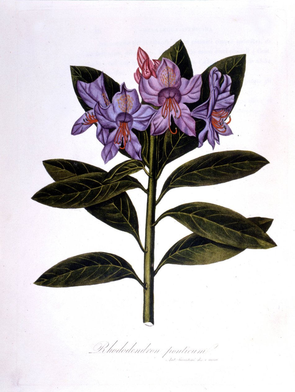 Rhododendron (Rhododendrum Pontium) von Unknown artist