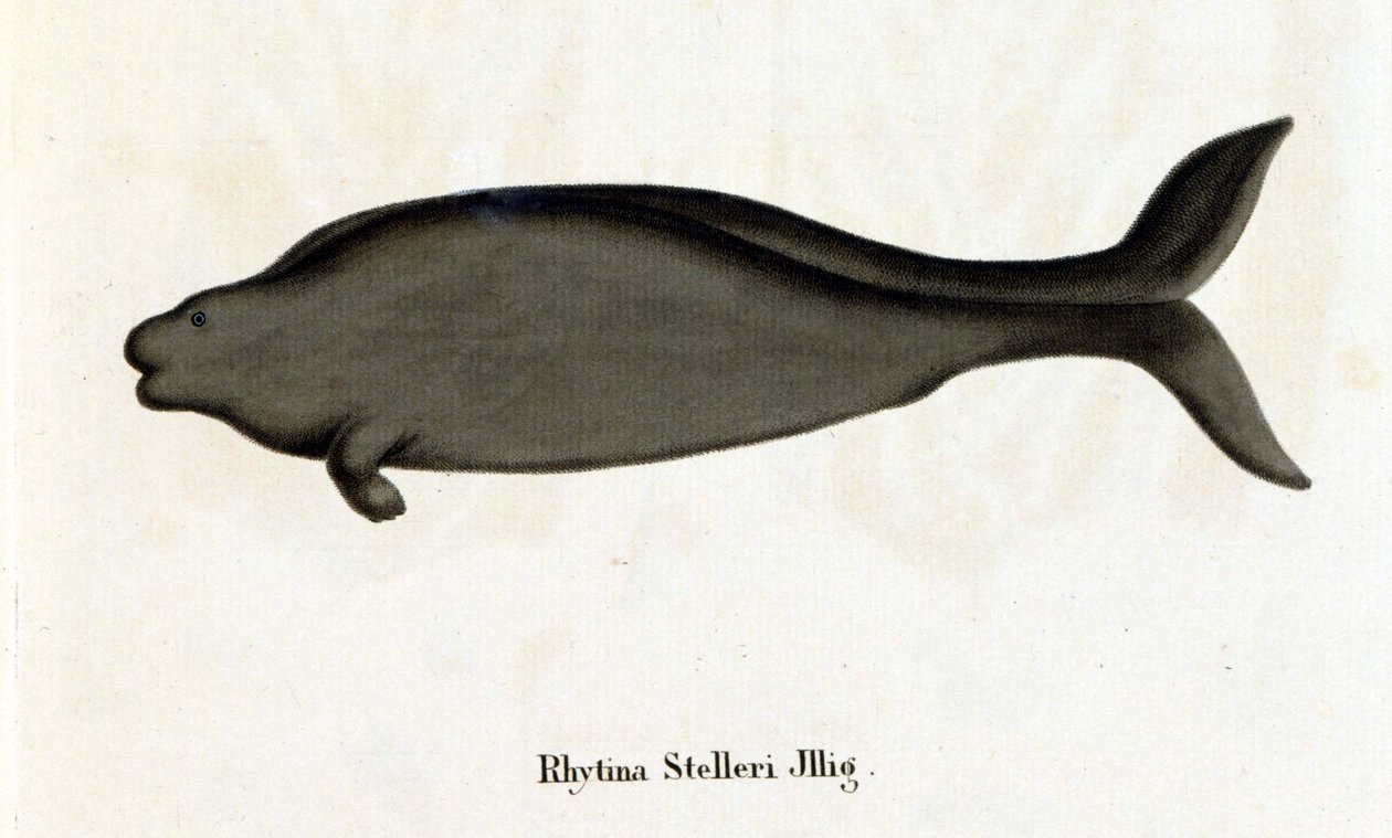 Rhytina Stelleri, auch Stellers Seekuh genannt, Exemplar im 18. Jahrhundert ausgestorben. von Unknown artist
