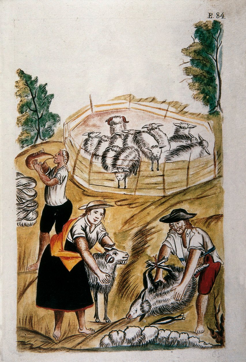 Schafschur, aus dem Buch "Trujillo del Peru" oder "Códice Martínez Compañón", von Baltazar Martinez Compañón y Bujanda, Bischof von Trujillo (1782-1785) von Unknown artist