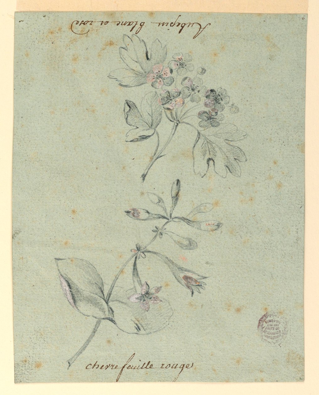 Studie eines Weißdorns und Geißblatts von Unknown artist