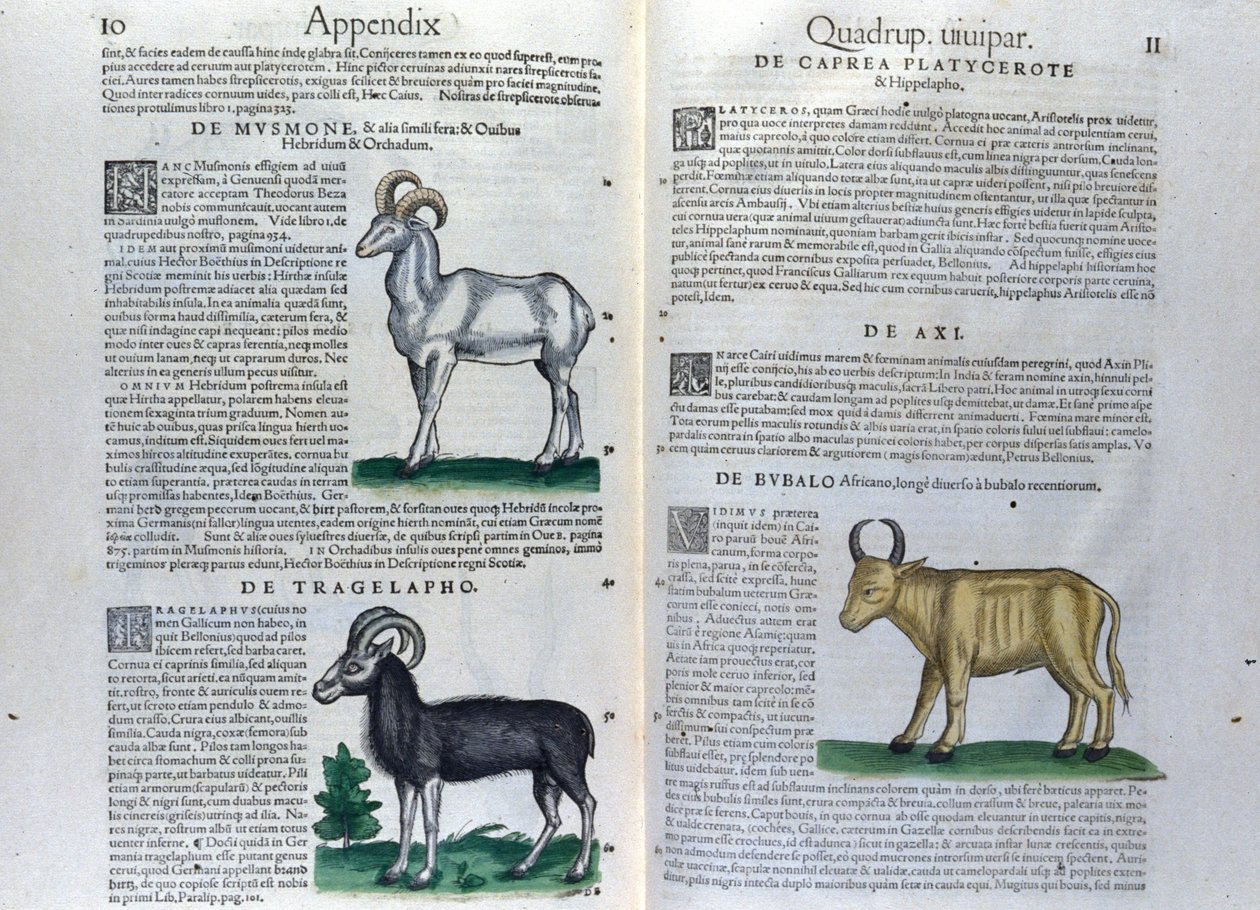 Die Doppelseite der Vierbeiner in Historia Animalium von Conrad Gesner (1516 - 1565), Tiguri von Unknown artist