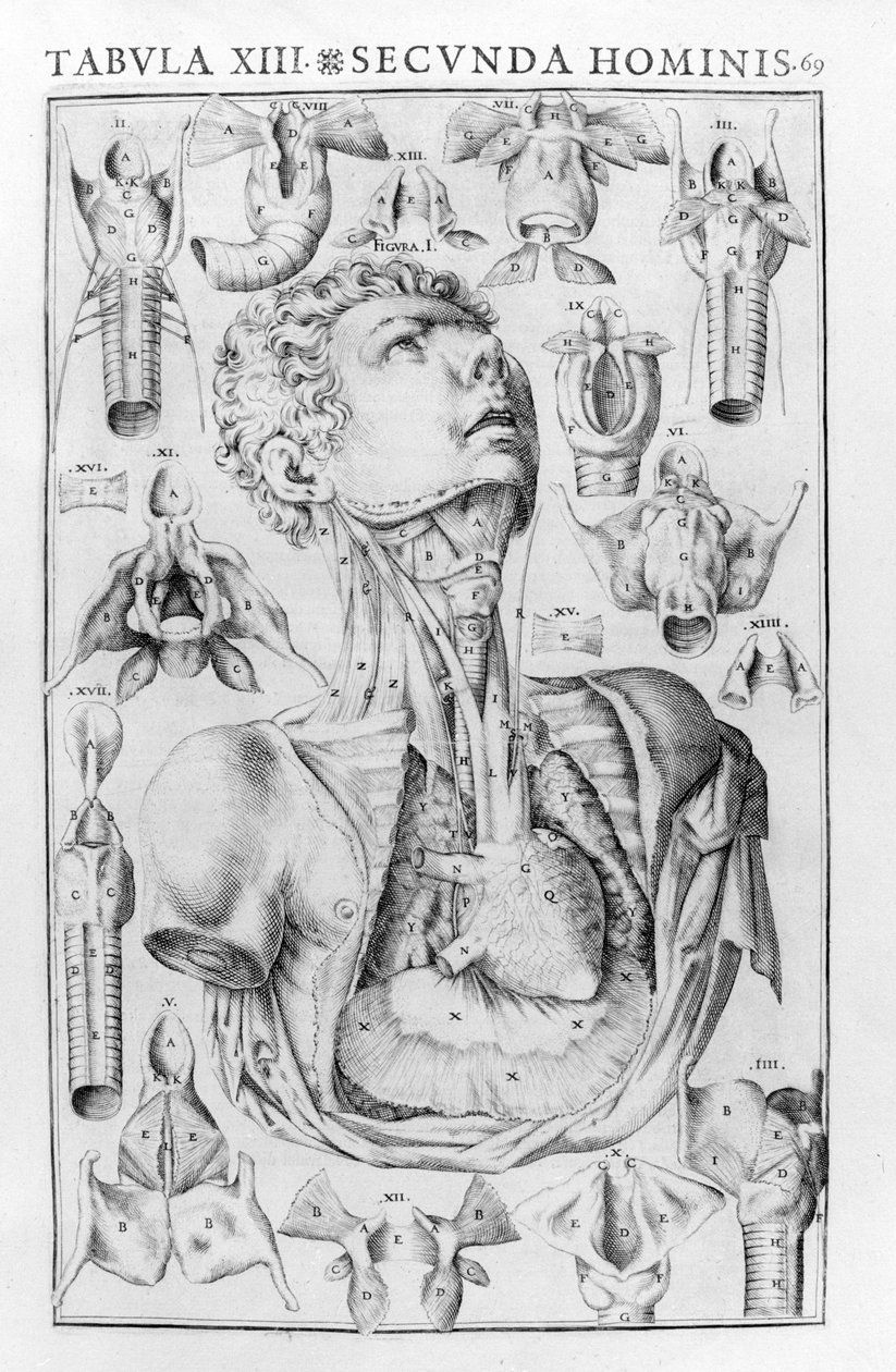 Das Organ der menschlichen Stimme nach Giovanni Casseri „De vocis auditusque organi historia anatomica“, Ferrara 1601 von Unknown artist