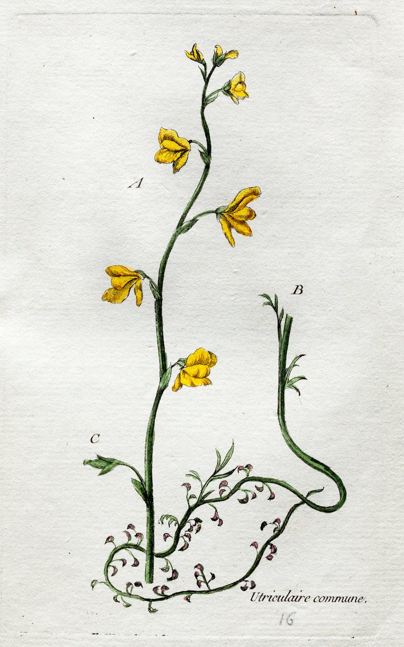 Uricular von Unknown artist