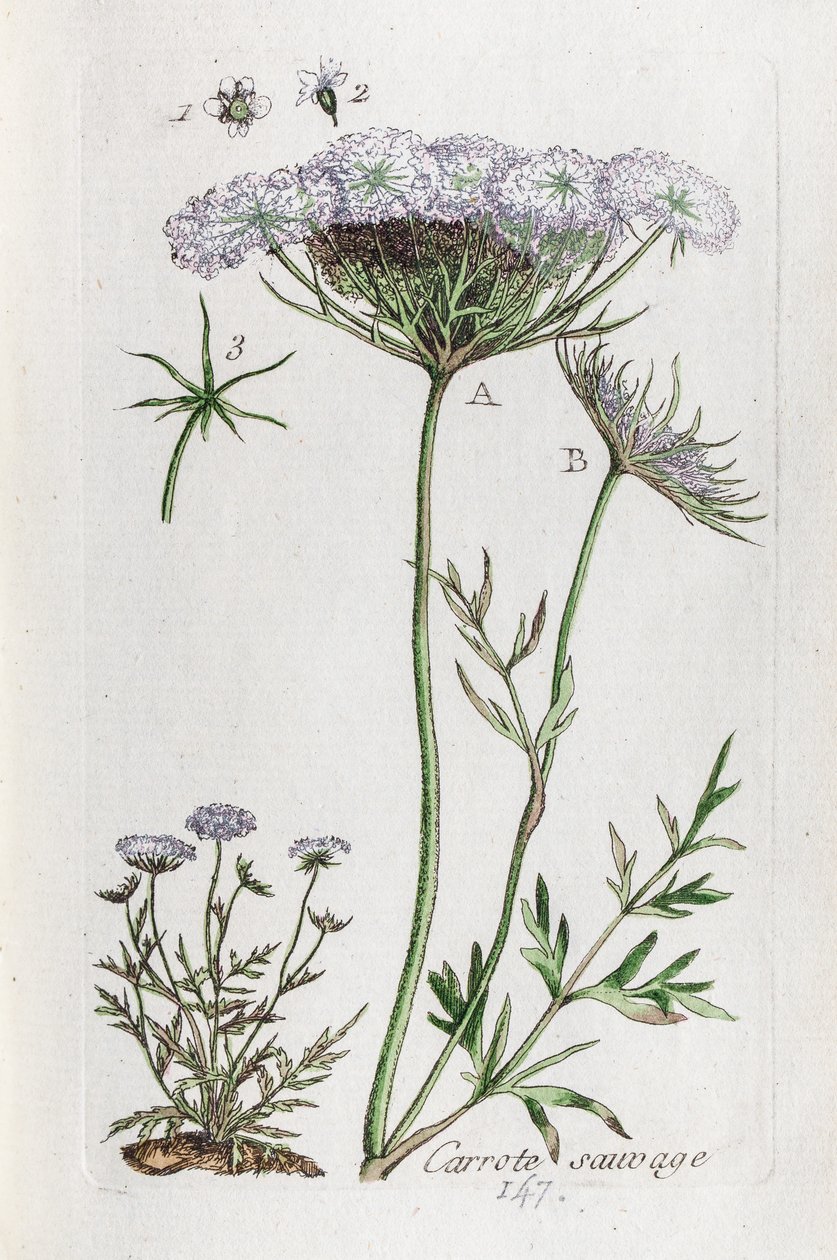 Wilde Möhre von Unknown artist