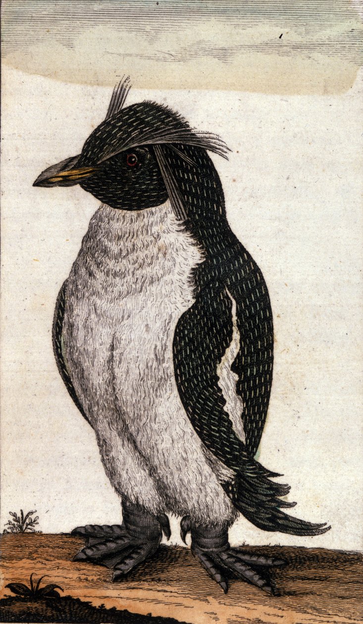 Zoologische Tafel, die einen Diomedea-Vogel aus der Albatros-Familie darstellt. Gravur aus dem 18. Jahrhundert von Unknown artist