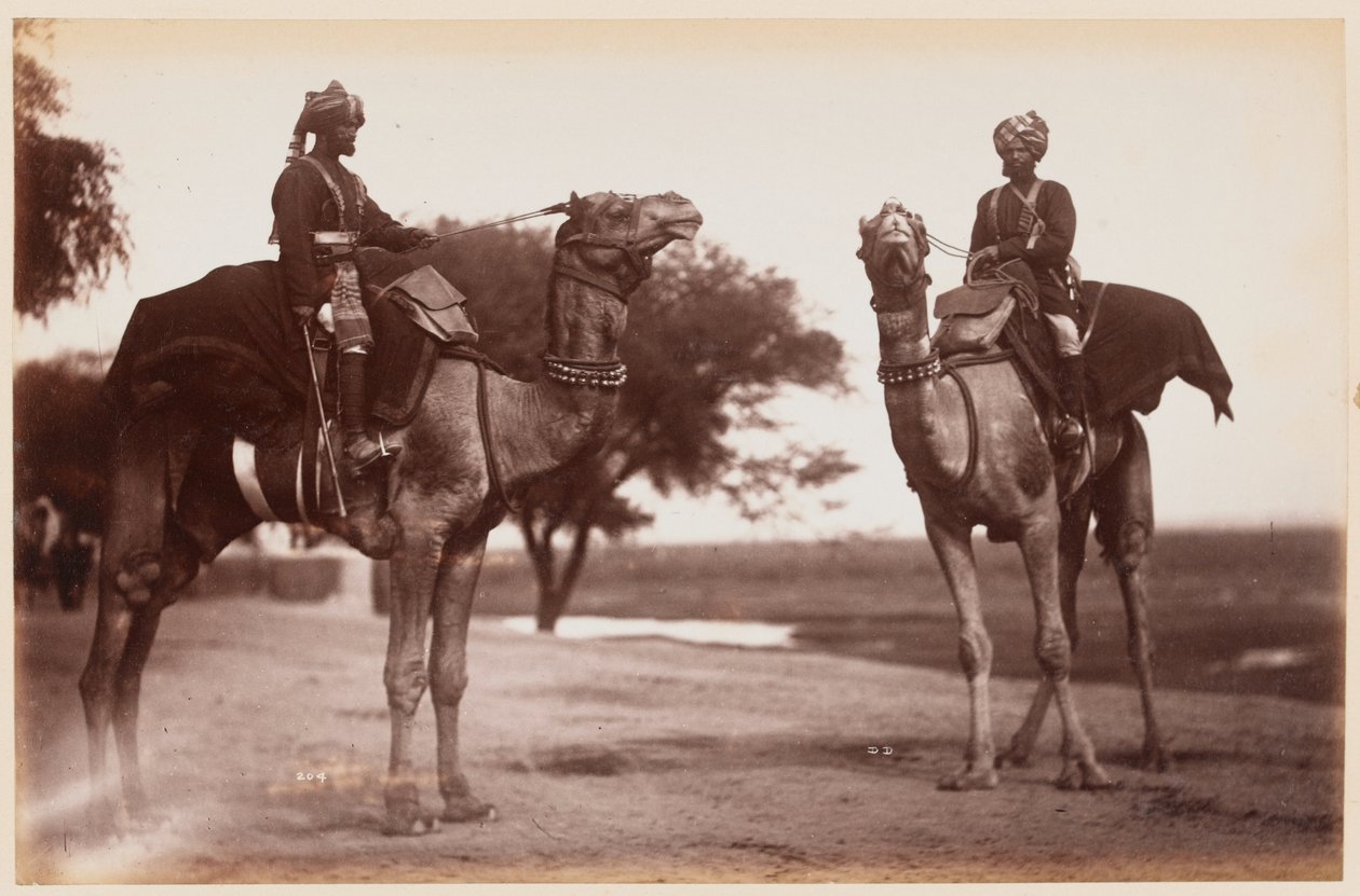Kamelreiter im Delhi Übungslager von Unknown photographer