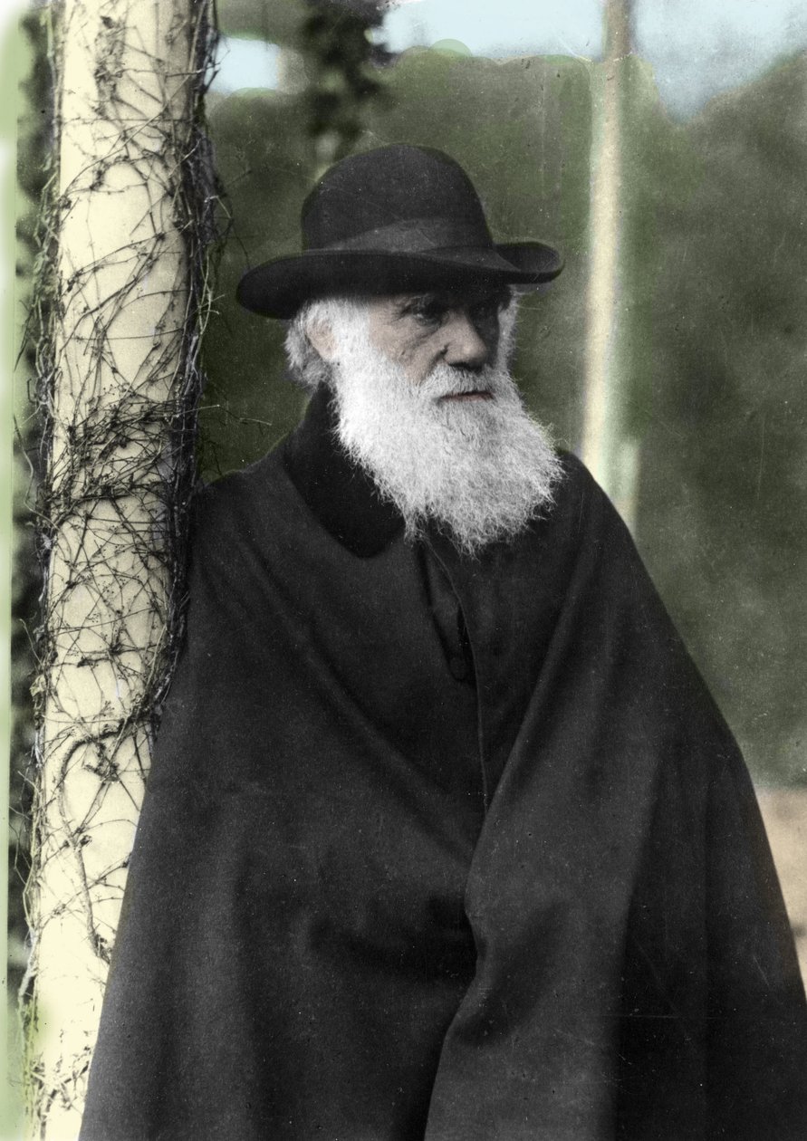 Porträtfotografie von Charles Darwin (1809 - 1882), englischer Naturforscher im Jahr 1881. von Unknown photographer