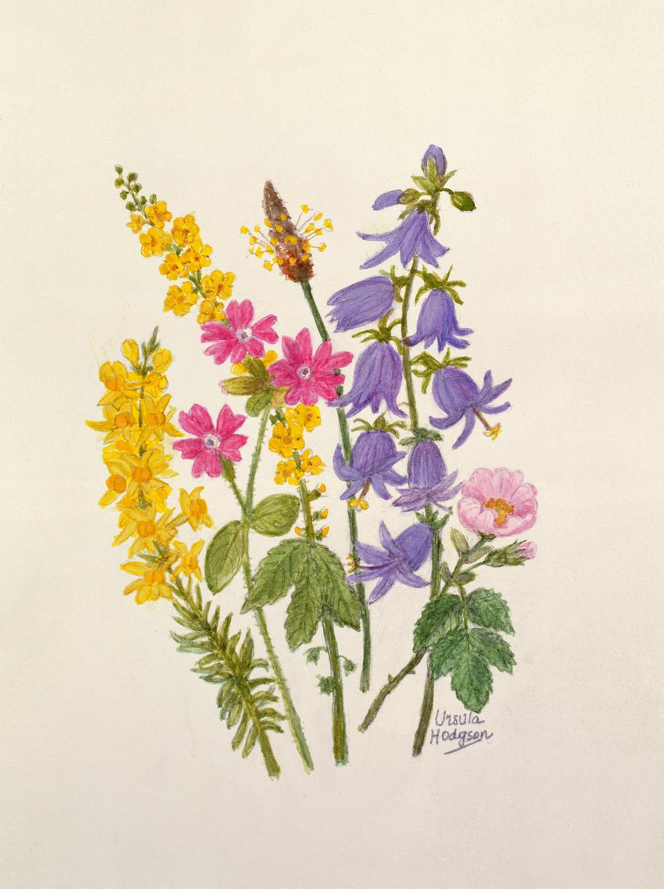 Blaue Glockenblumen, Ginster, Ruprechtskraut und andere Wildblumen von Ursula Hodgson