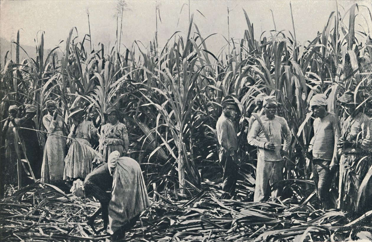 Eine Zuckerrohrplantage, 1916 von Valentine and Sons Ltd