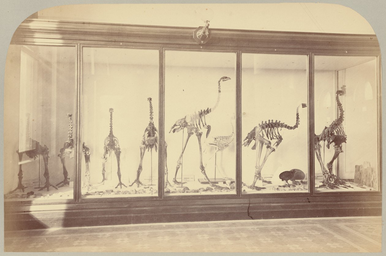 Pl. XV. Fossile Vögel: Neuseeland von Victor Prevost, Gaston L. Feuardent and Co., New York